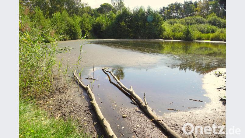 Im Pampelweiher liegen die Teichrosen im Schlamm. Bild: bkr