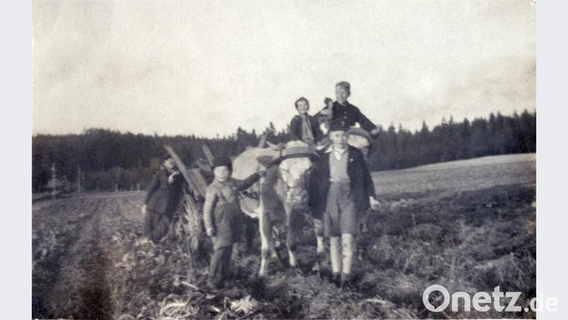 Nach stundenlangem Klauben war der spezielle Kartoffelwagen abends randvoll und die wertvolle Fracht konnte mit Hilfe von zwei Rindern nach Hause gebracht werden. Bild: Repro: Josef Wiche