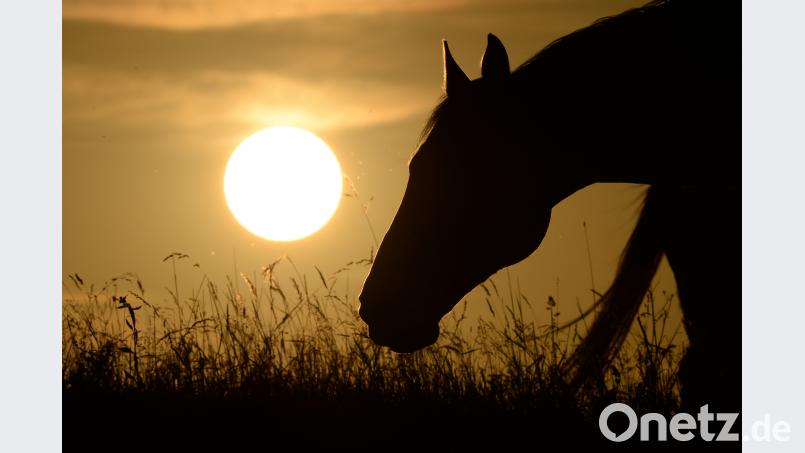 Symbolbild Bild: Felix Kästle/dpa