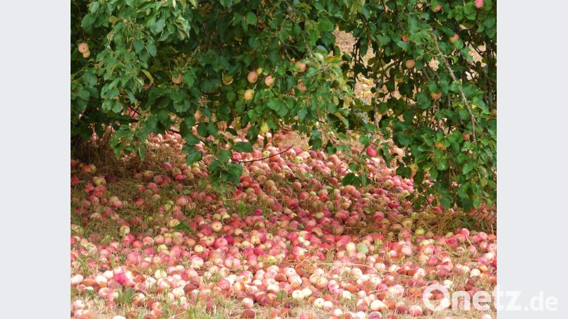 So trifft „Der Apfel fällt nicht weit vom Stamm“ auch im übertragenen Sinne beziehungsweise bildlich hier zu. Bild: mng