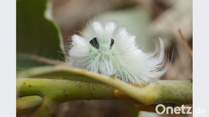 Die Raupe des Streckfußes ist sehr haarig. Bild: bkr
