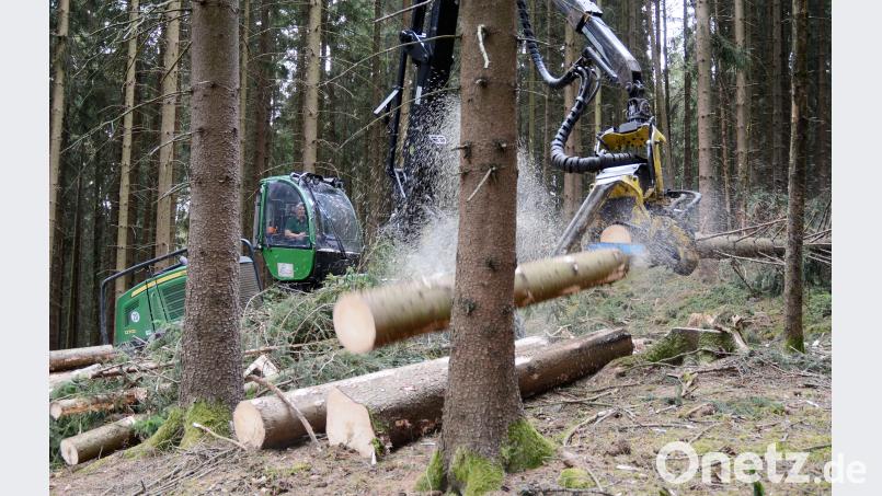 Harvestereinsatz in einem Waldstück bei Zeßmannsrieth: Die Maschine entfernt von Borkenkäfern befallene Bäume um die Verbreitung des Insekts einzudämmen. Bild: Schönberger