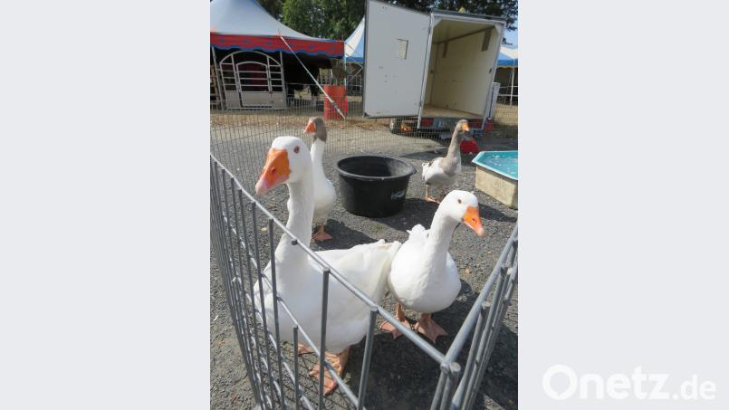 Man darf gespannt sein, was die Gänse in der Manage anstellen werden. Bild: ubb