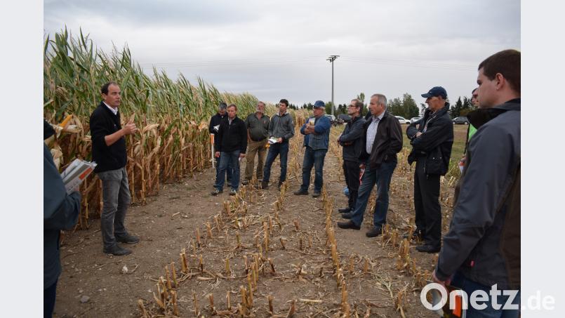 Auf einem Versuchsfeld in Söllitz klärte Reiner Bodenmeier (links) Landwirte über die Vorzüge und Nachteile der verschiedenen Sorten auf. Bild: bnr