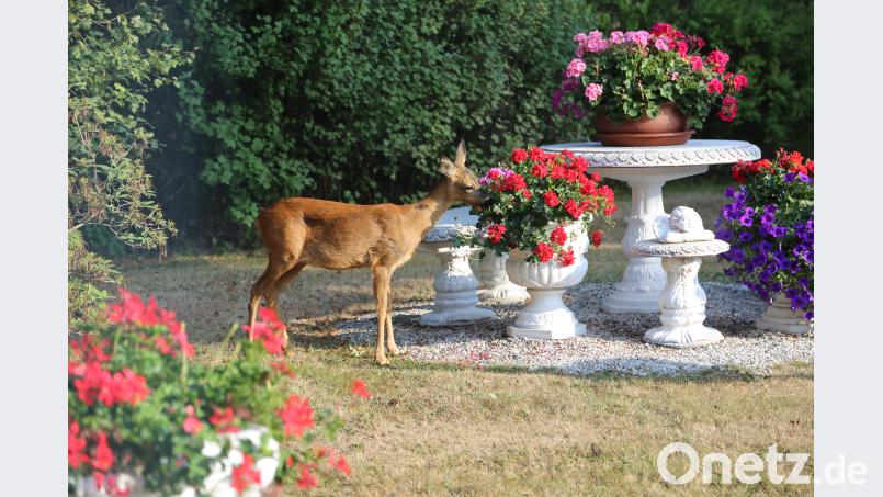 Das Reh war zum Geranien-Abendessen in den Garten der Familie Schübel gekommen. Bild: Werner Schübel