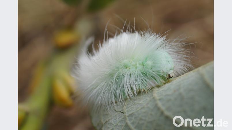 Die Raupe des Streckfußes ist sehr haarig. Bild: bkr