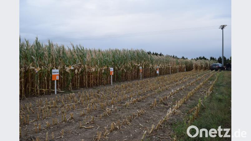 Die Eignung der zwölf Maissorten auf den Böden der Oberpfalz war an der Größe und Farbe der Stengel leicht zu erkennen. Bild: bnr