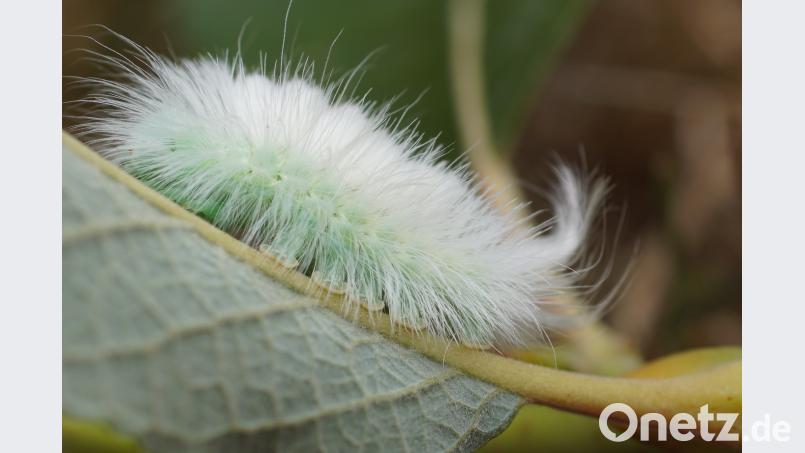 Die Raupe des Streckfußes ist sehr haarig. Bild: bkr