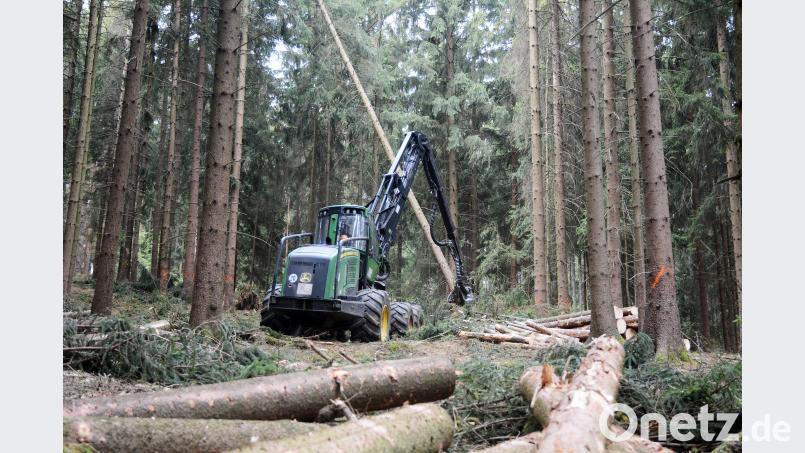 Harvestereinsatz in einem Waldstück bei Zeßmannsrieth: Die Maschine entfernt von Borkenkäfern befallene Bäume um die Verbreitung des Insekts einzudämmen. Bild: Schönberger