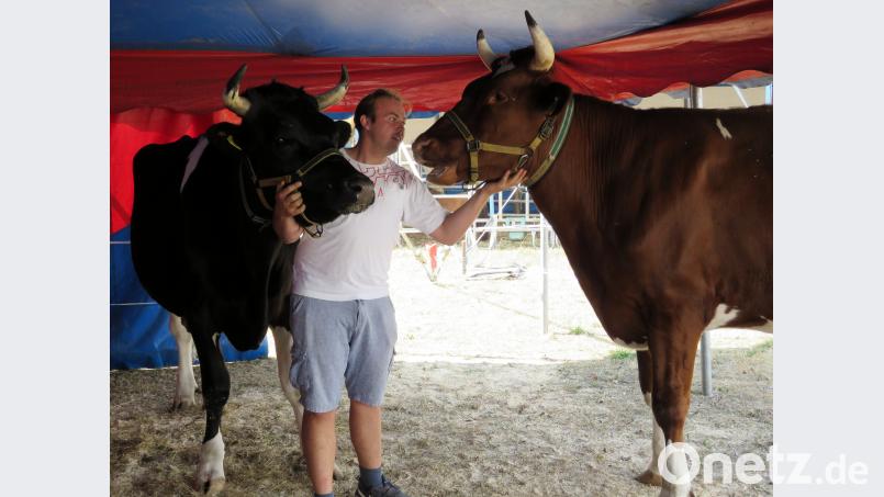 Die Ochsen Naromo und Heinrich (von links) sind die Stars der Manege. Robin Frank ist sehr stolz auf die Tierdressur mit Kühen, denn sie ist einmalig. Bild: ubb