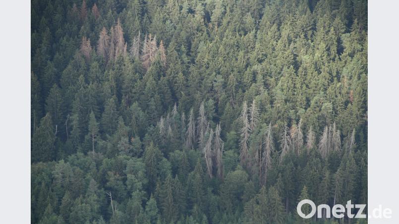 Borkenkäfer: 32 größere Befallsherde hat die Bayerische Forstverwaltung bei ihrer Befliegung der Wälder des östlichen Landkreises entdeckt. Bild: exb