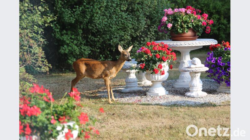 Das Reh war zum Geranien-Abendessen in den Garten der Familie Schübel gekommen. Bild: Werner Schübel