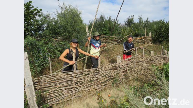 International geht's bestens: Die Italienerin Gudovica Zuccino (16) flechtet mit viel Spaß an der Sache gemeinsam mit den Mexikanern Michelle Velazuez und Juan de Dios Venegas(beide 22) einen mittelalterlichen Zaun. Bild: ubb