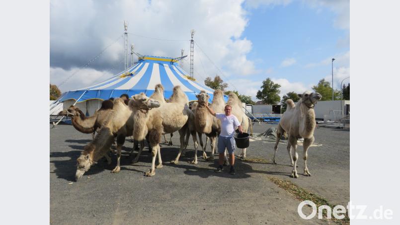 Die Kamele können außerhalb der Show in der Manege in ihrem Tierzelt besucht werden. Bild: ubb