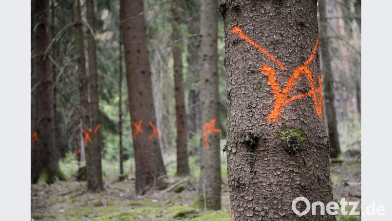 Harvestereinsatz in einem Waldstück bei Zeßmannsrieth: Die Maschine entfernt von Borkenkäfern befallene Bäume um die Verbreitung des Insekts einzudämmen. Bild: Schönberger