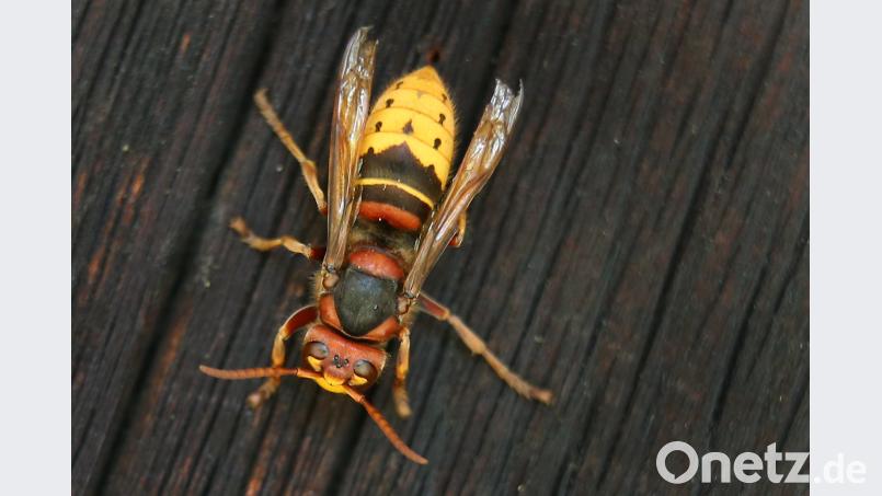 Der trockene und warme Sommer hat im Landkreis Neustadt/WN und im Raum Weiden dafür gesorgt, dass Hornissen stark vertreten sind. Töten, umsiedeln, stören oder ihre Nester entfernen darf man nur in Ausnahmefällen mit Genehmigung der Unteren Naturschutzbehörden, denn die Tiere sind artenrechtlich geschützt. Für den Menschen sind sie ungefährlich, wenn sie in Ruhe gelassen werden. Bild: Karl-Josef Hildenbrand/dpa