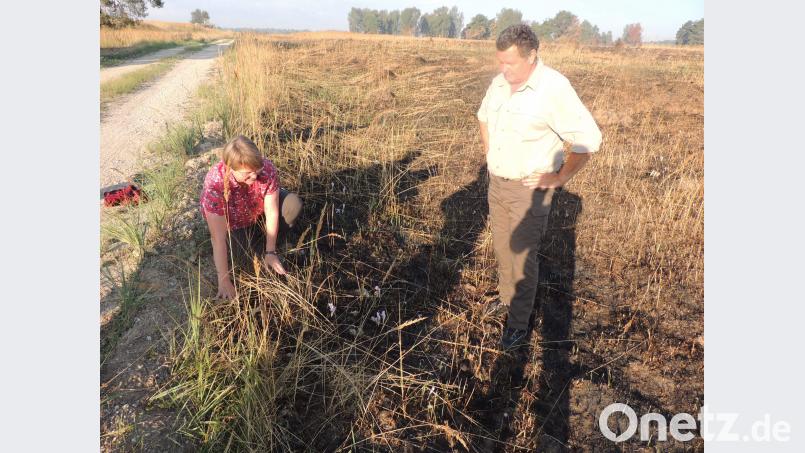Förster Andreas Irle und Caecilia Kastl-Meier von der Umweltabteilung stoßen bei der Betrachtung der Brandflächen auf ganze Kolonien von Herbstzeitlosen. Schon bald wird neues Wachstum im Brandboden aufkeimen, sind sich die Experten sicher. Bild: mor