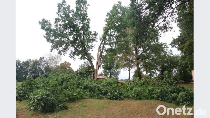 Am Ortsrand von Wolframshof, in der Nähe des alten Friedhofs, ist der Blitz in eine Eiche gefahren und hat sie in mehrere Teile gespalten. Bild: rpp