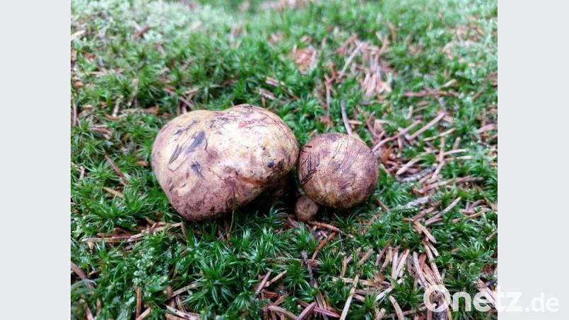 Der Flockenstielige Hexenröhrling ist essbar. Nur vier dieser Pilze und einen etwas größeren Täubling hat der Kenner bei einem Rundgang finden können. Bild: Konrad
