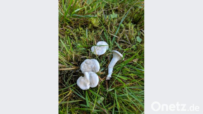 Der Mehlräsling ist schwer zu bestimmen aber für Hartwig einer der besten Speisepilze. Der Pilz deutet auf Steinpilze in der Nähe hin. Bild: Konrad