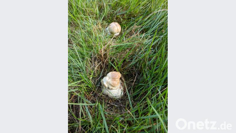 Wie alle Pilze benötigt der Steinpilz viel Feuchtigkeit zum Wachsen. Bis die Pilzsaison richtig losgehen kann, muss es erst noch ein paar Tage regnen. Bild: Konrad