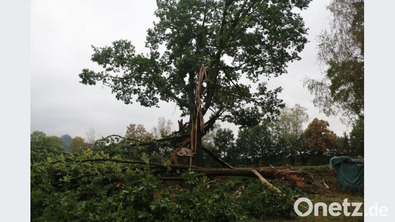 Am Ortsrand von Wolframshof, in der Nähe des alten Friedhofs, ist der Blitz in eine Eiche gefahren und hat sie in mehrere Teile gespalten. Bild: rpp