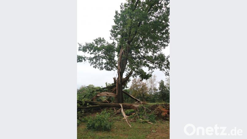 Am Ortsrand von Wolframshof, in der Nähe des alten Friedhofs, ist der Blitz in eine Eiche gefahren und hat sie in mehrere Teile gespalten. Bild: rpp