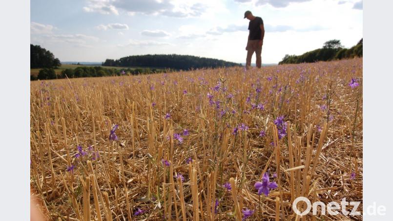 Gerold Hörl und der Rittersporn leben in Ohrenbach, Ortsteil von Auerbach Bild: exb
