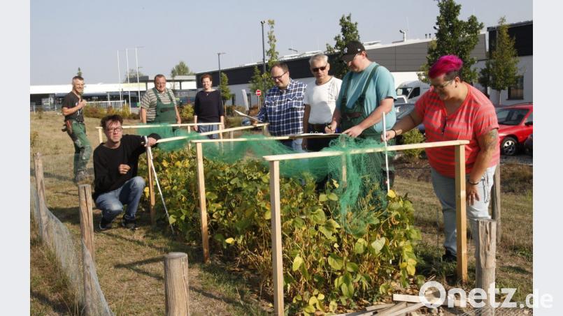 Eine Gruppe der Kleeblatt-Werkstatt züchtet Soja-Bohnen im Rahmen eines wissenschaftlichen Experiments der Universität Hohenheim. Bild: Hirsch