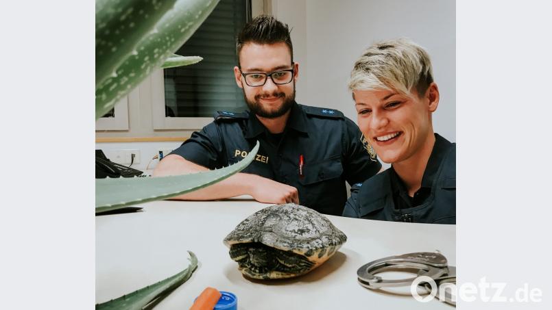 Zum Glück hatten einige Beamten Essbares dabei: So war die Erstversorgung der gefundenen Schildkröte sichergestellt. Bild: exb