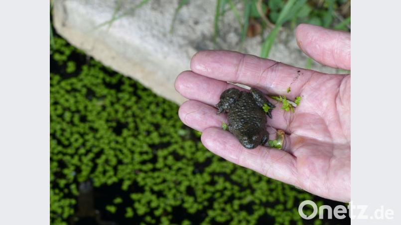 So unscheinbar sehen Gelbbauchunken von oben betrachtet aus. Bild: Völkl