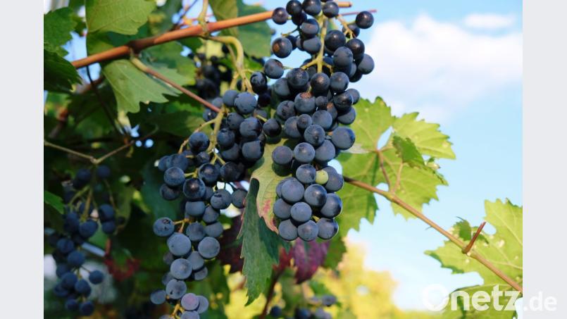 Prall und süß hängen die Weintrauben an den Reben. Welch edler Tropfen wohl aus den Früchten wird? Bild: do