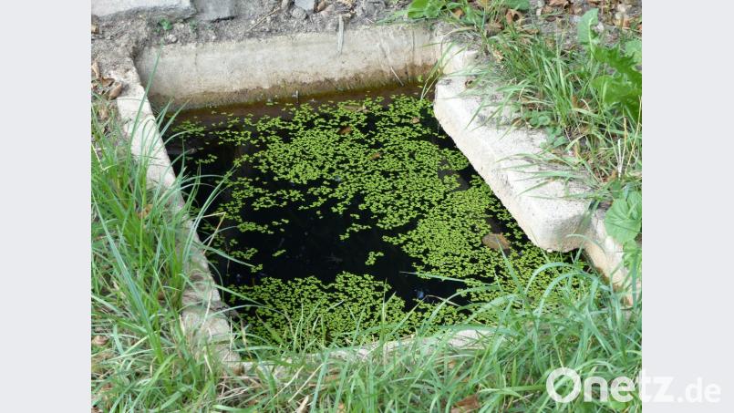 In die Becken ist ein Unterschlupf integriert, um den Amphibien ein Versteck zu bieten. Bild: Völkl