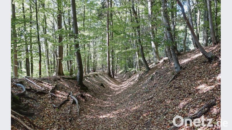 Durch jahrhundertelange Nutzung mit Fuhrwerken und Vieh sowie abfließendes Regenwasser hat sich dieser Hohlweg in einem Laubwald tief ins Gelände eingeschnitten. Er ist Teil des Marterlwegs. Bild: ms