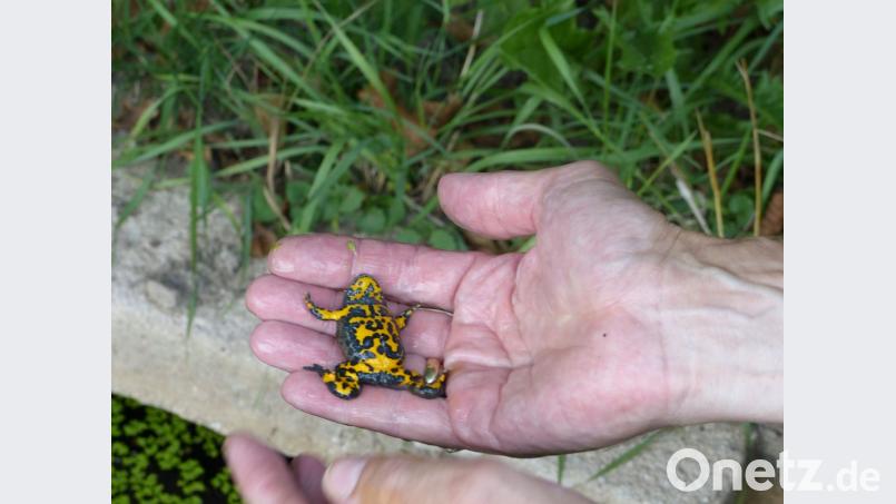 Sehe ich nicht toll aus? Für einige Sekunden zeigt die Gelbbauchunke ihren gelb-schwarz gemusterten Bauch. Bild: cv