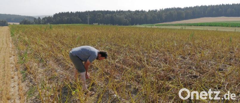 Auch Rückschläge bleiben in der Umstellungsphase nicht aus. Hier hat der Kartoffelkäfer ganze Arbeit geleistet. Die Ernte ist aber nicht komplett verloren. Unter der Erde sind bereit viele Kartoffeln gewachsen. Bild: tr