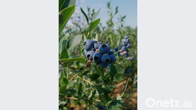 In diesem heißen Sommer sind die Heidelbeeren besonders gut gereift. Bild: tr