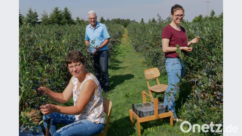 Etwa acht Wochen lang sind Gertraud, Alois und Barbara Häckl (von links) mit der Heidelbeerernte beschäftigt. Die süßherben Früchchen werden ab Hof gekauft und gehen an hiesige Bäckereien. Bild: tr