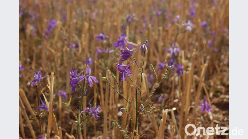 Rittersporn Bild: exb