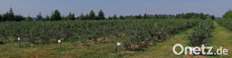 Die Heidelbeerplantage am Hof der Famlie Häckl ind Neudorf. Bild: tr
