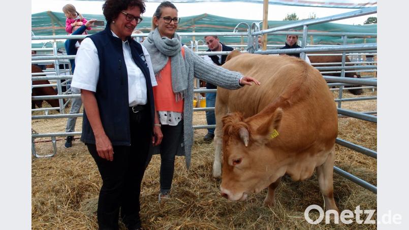 Kein Stall, aber ein Stück Vieh: Irene Moller freut sich über ihren Tombola-Gewinn, ein Jungrind von den Jungzüchtern Bayern. Verlost wurde es bei der Landestierschau in Moosbach. Das Rind stammt aus dem Zuchtbetrieb von Petra Loibl (links). Die Gewinnerin fand inzwischen einen Hof für das Tier. Bild: gi
