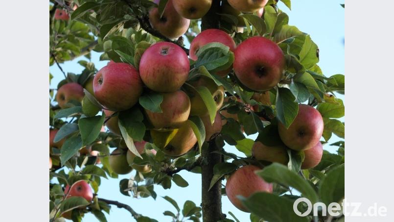 Dieses Jahr ist die Apfelernte üppig. Bild: Archivbild: Petra Hartl