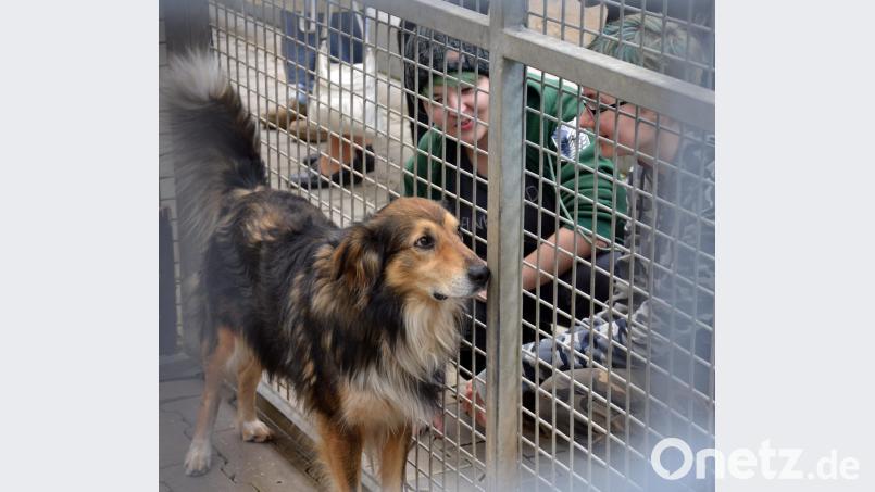 Das Tierheim Amberg öffnet am Sonntag, 9. September, seine Türen. Bild: exb