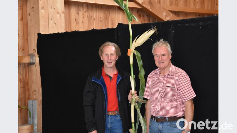 Titelverteidiger Walter Stark (links) zusammen mit Hogerer-Vorsitzendem Karl Schedl bei der Maispflanzenprämierung in der Wurzer O&#039;Schnitt-Halle. Dieses Jahr ist Walter Starks (links) Mais &quot;nur&quot; 3,86 Meter hoch. Letztes Jahr waren es 4,50 Meter. Bild: pens