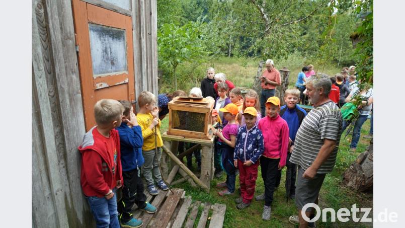 Der Spielberger Imker Karl Weiß (vorne rechts) zeigt den vielen Ferienkindern durch eine Glasscheibe seine Bienen. Bild: fvo