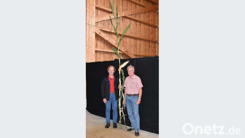 Titelverteidiger Walter Stark (links) zusammen mit Hogerer-Vorsitzendem Karl Schedl bei der Maispflanzenprämierung in der Wurzer O&#039;Schnitt-Halle. Dieses Jahr ist Walter Starks (links) Mais &quot;nur&quot; 3,86 Meter hoch. Letztes Jahr waren es 4,50 Meter. Bild: pens