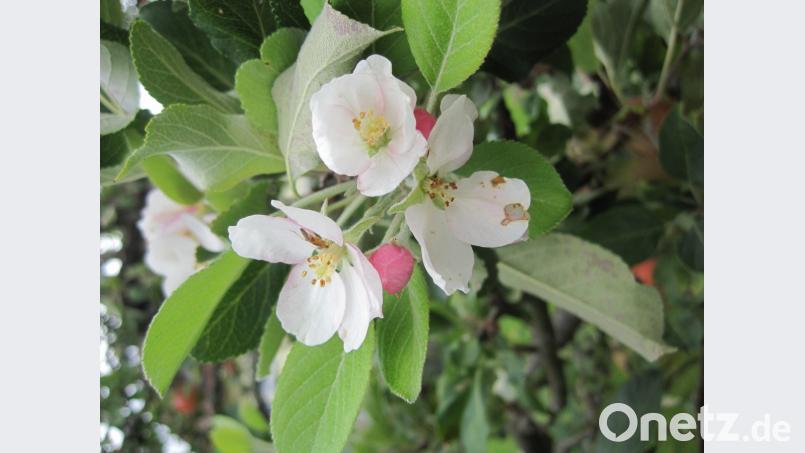 Apfelbaum im zweiten Frühling. Bild: kb