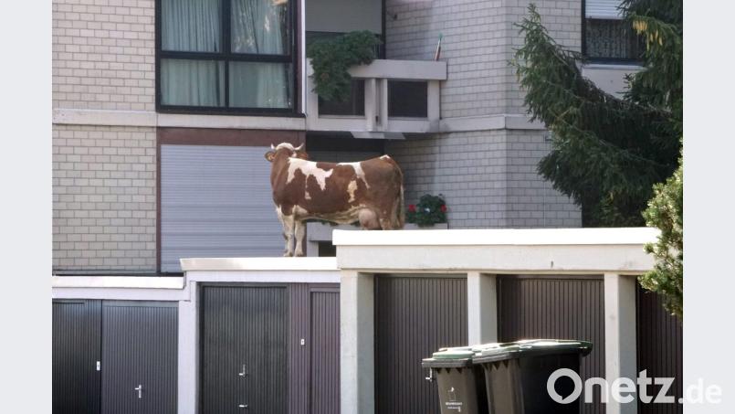 Über mehrere Stunden beschäftige am Dienstagvormittag ein Rindvieh die Polizei, weil das Tier in Maichingen bei Sindelfingen bei seiner Flucht aufs Dach einer Garagenanlage gestiegen war. Bild: Dettenmeyer/SDMG/dpa