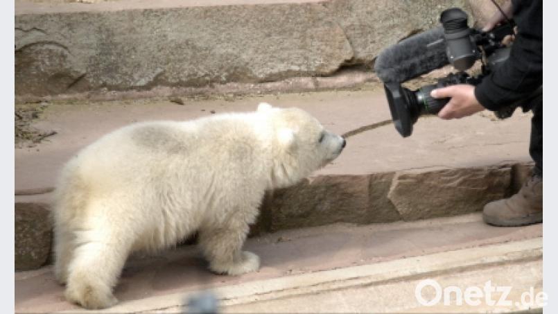 Eisbärin Flocke war der Liebling der Besucher im Nürnberger Tiergarten. Bild: Alexander Unger