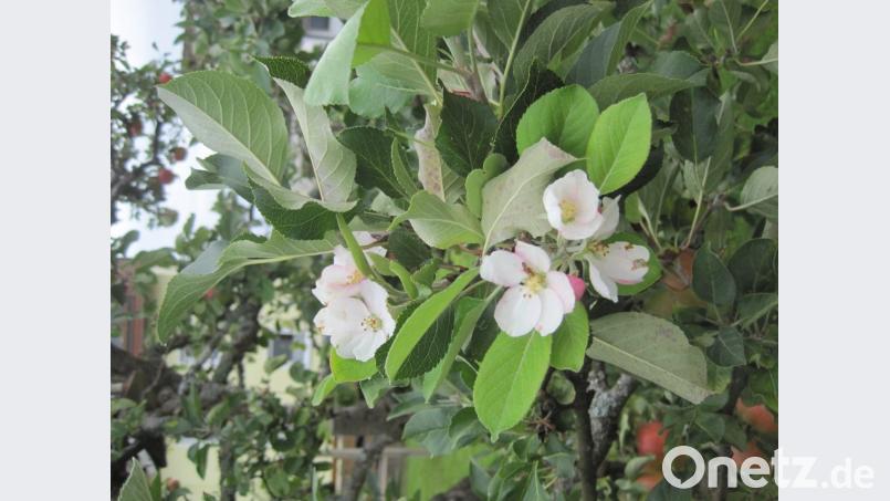 Apfelbaum im zweiten Frühling. Bild: kb